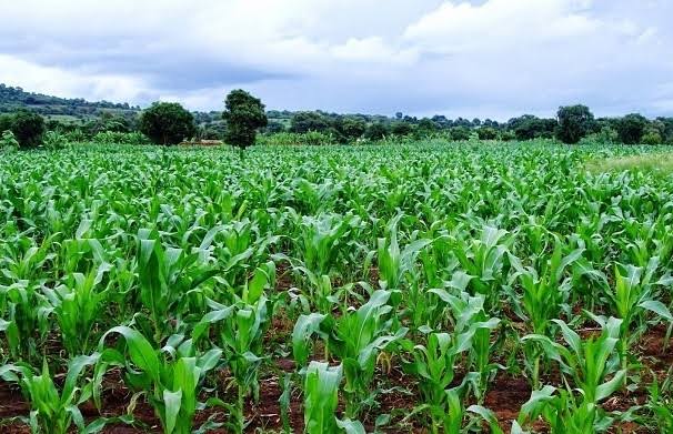 MUFUMBA PAUL: Strengthening Uganda’s Insurance Sector A Path to Economic Resilience.