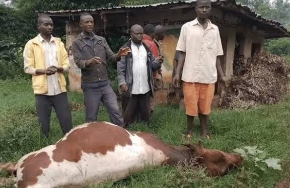 Fourth Anthrax Death Confirmed in Kanungu as Authorities Warn of Increased Risk
